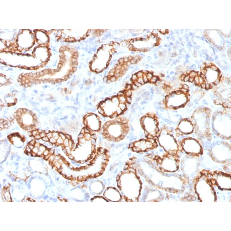 Immunohistochemistry - Anti-Cadherin 16 Antibody [CDH16/1532R] - BSA and Azide free (A251253) - Antibodies.com