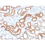 Immunohistochemistry - Anti-Cadherin 16 Antibody [CDH16/1532R] - BSA and Azide free (A251253) - Antibodies.com