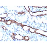 Immunohistochemistry - Anti-Cadherin 16 Antibody [CDH16/1532R] - BSA and Azide free (A251253) - Antibodies.com