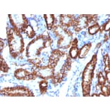 Immunohistochemistry - Anti-Cadherin 16 Antibody [CDH16/1532R] - BSA and Azide free (A251253) - Antibodies.com