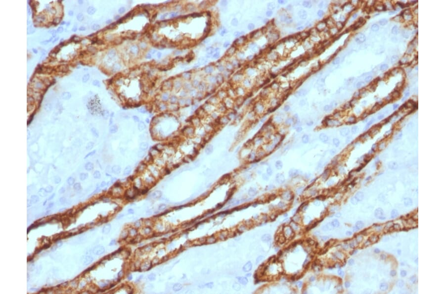 Immunohistochemistry - Anti-Cadherin 16 Antibody - BSA and Azide free (A251253) - Antibodies.com