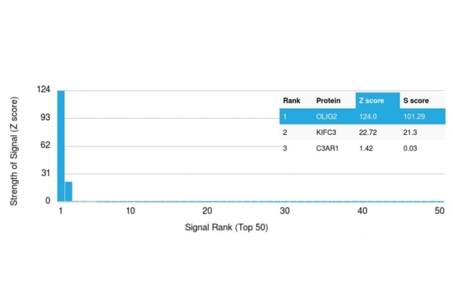 Protein Array - Anti-OLIG2 Antibody [OLIG2/2400] - BSA and Azide free (A251259) - Antibodies.com
