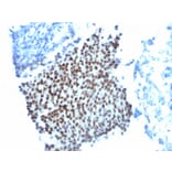 Immunohistochemistry - Anti-p21 Antibody [WA-1] - BSA and Azide free (A251265) - Antibodies.com