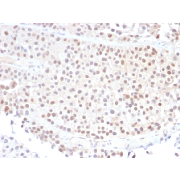 Immunohistochemistry - Anti-p21 Antibody [DCS-60.2] - BSA and Azide free (A251266) - Antibodies.com