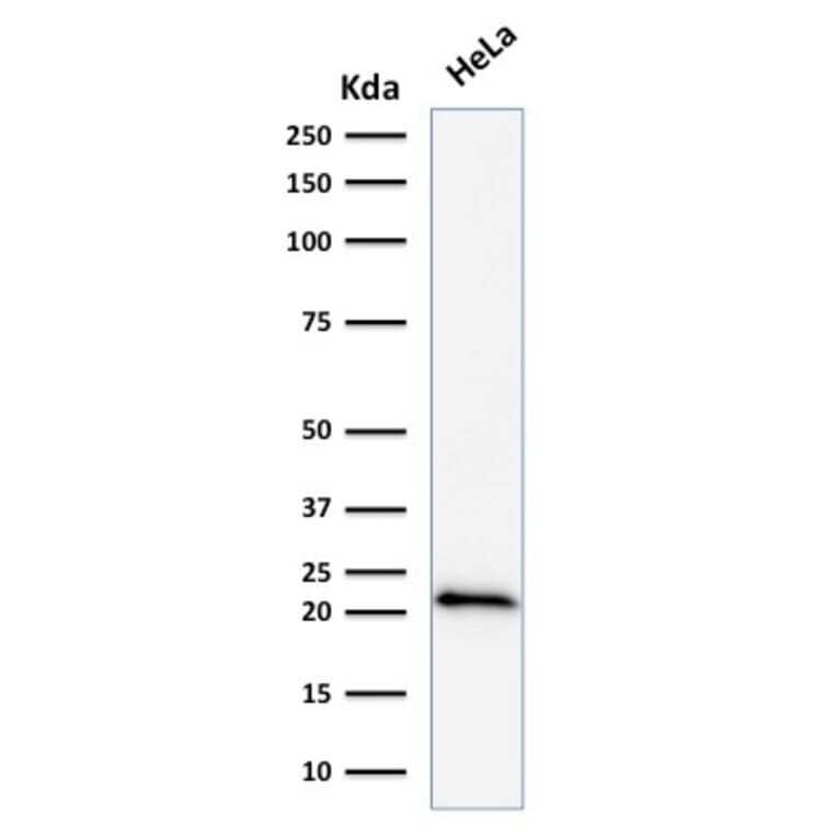 Western Blot - Anti-p21 Antibody [DCS-60.2] - BSA and Azide free (A251267) - Antibodies.com