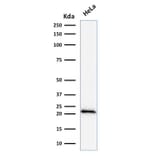 Western Blot - Anti-p21 Antibody [DCS-60.2] - BSA and Azide free (A251267) - Antibodies.com