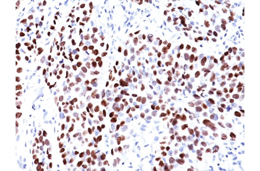 Immunohistochemistry - Anti-p21 Antibody [CIP1/823] - BSA and Azide free (A251269) - Antibodies.com