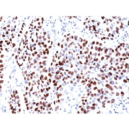 Immunohistochemistry - Anti-p21 Antibody [CIP1/823] - BSA and Azide free (A251269) - Antibodies.com