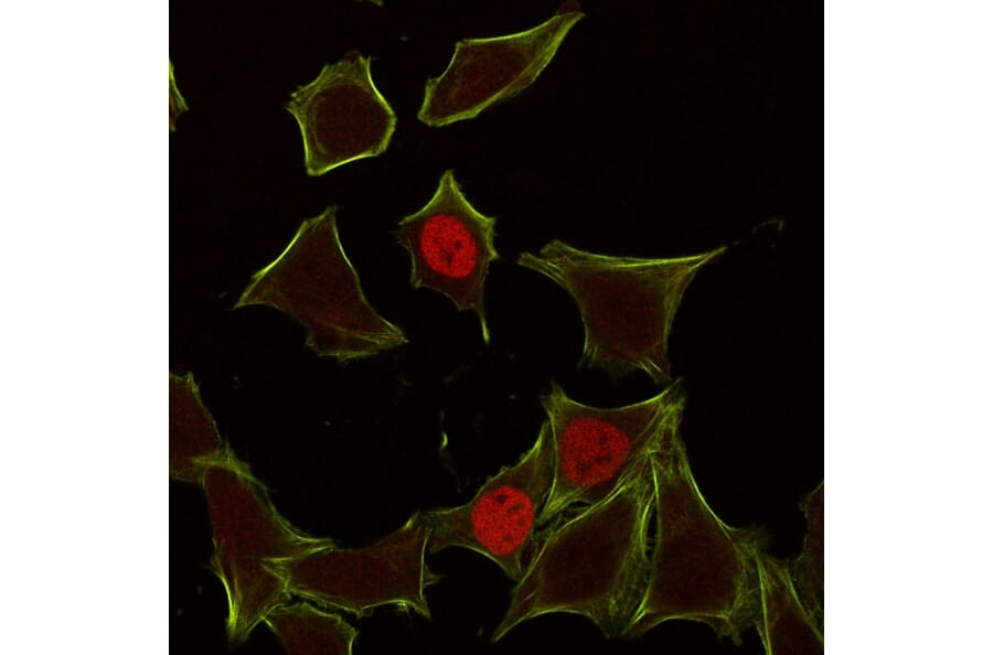 Immunofluorescence - Anti-p21 Antibody [CIP1/823] - BSA and Azide free (A251268) - Antibodies.com