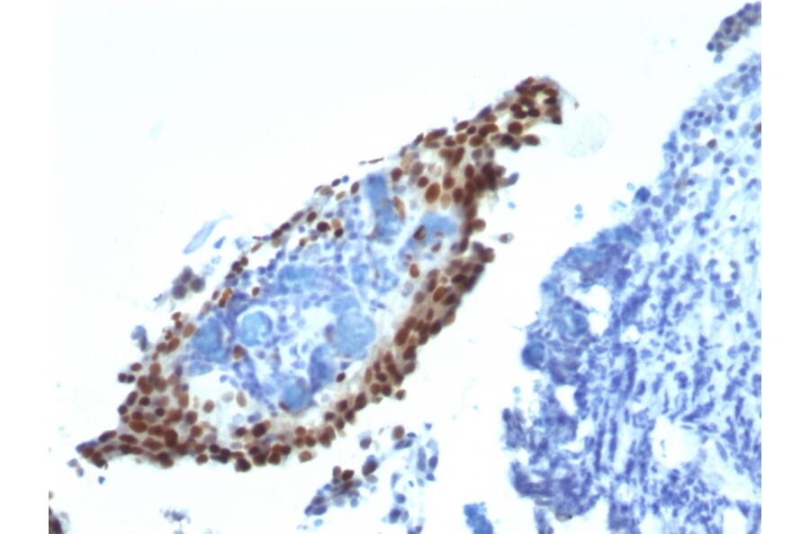 Immunohistochemistry - Anti-p21 Antibody [HJ21] - BSA and Azide free (A251269) - Antibodies.com