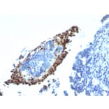 Immunohistochemistry - Anti-p21 Antibody [HJ21] - BSA and Azide free (A251269) - Antibodies.com