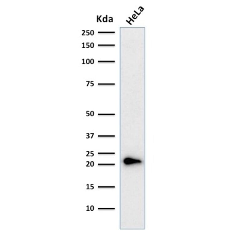 Western Blot - Anti-p21 Antibody [CIP1/823 + DCS-60.2] - BSA and Azide free (A251271) - Antibodies.com