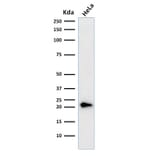 Western Blot - Anti-p21 Antibody [CIP1/823 + DCS-60.2] - BSA and Azide free (A251271) - Antibodies.com