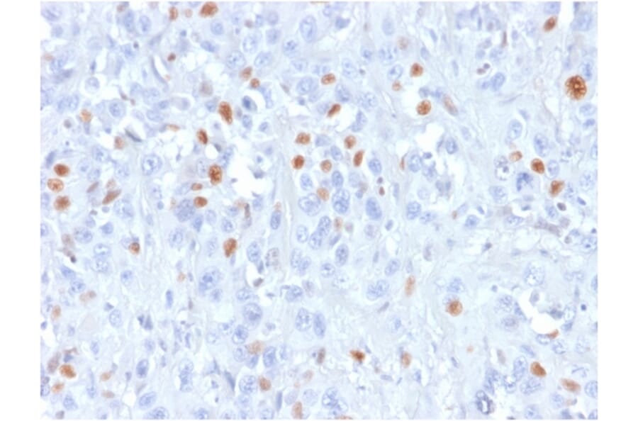 Immunohistochemistry - Anti-p21 Antibody [rCIP1/823] - BSA and Azide free (A251271) - Antibodies.com