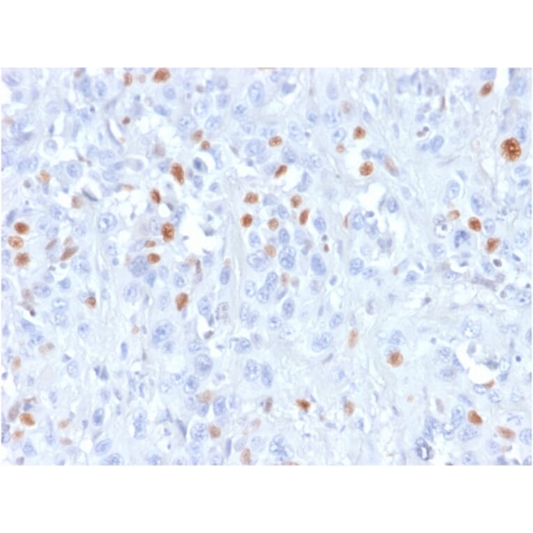 Immunohistochemistry - Anti-p21 Antibody [rCIP1/823] - BSA and Azide free (A251271) - Antibodies.com