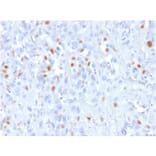 Immunohistochemistry - Anti-p21 Antibody [rCIP1/823] - BSA and Azide free (A251271) - Antibodies.com