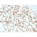 Immunohistochemistry - Anti-p21 Antibody [CIP1/4377R] - BSA and Azide free (A251274) - Antibodies.com