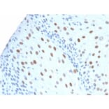 Immunohistochemistry - Anti-p21 Antibody [CIP1/2275R] - BSA and Azide free (A251274) - Antibodies.com