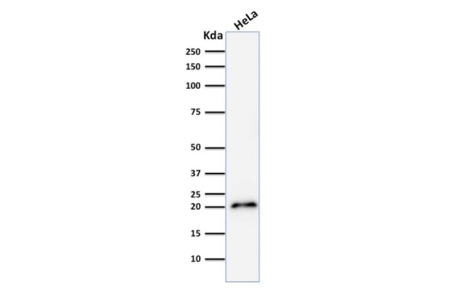 Western Blot - Anti-p21 Antibody [CIP1/2275R] - BSA and Azide free (A251275) - Antibodies.com