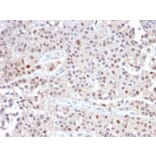 Immunohistochemistry - Anti-p21 Antibody [CIP1/2489R] - BSA and Azide free (A251275) - Antibodies.com