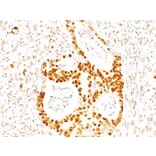 Immunohistochemistry - Anti-p27 KIP 1 Antibody [SX53G8] - BSA and Azide free (A251277) - Antibodies.com