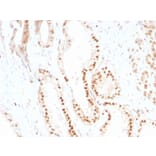 Immunohistochemistry - Anti-p27 KIP 1 Antibody [SX53G8] - BSA and Azide free (A251277) - Antibodies.com