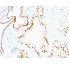 Immunohistochemistry - Anti-p27 KIP 1 Antibody [SPM348] - BSA and Azide free (A251278) - Antibodies.com