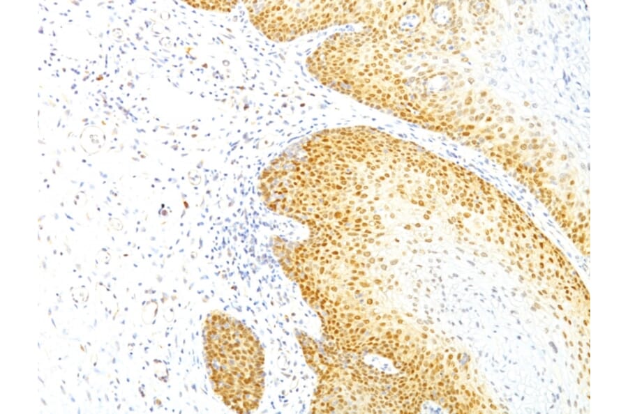 Immunohistochemistry - Anti-p27 KIP 1 Antibody [KIP1/769] - BSA and Azide free (A251279) - Antibodies.com