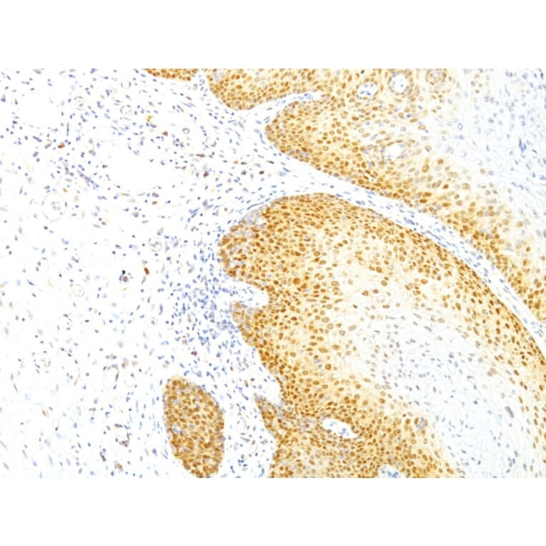 Immunohistochemistry - Anti-p27 KIP 1 Antibody [KIP1/769] - BSA and Azide free (A251279) - Antibodies.com