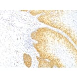Immunohistochemistry - Anti-p27 KIP 1 Antibody [KIP1/769] - BSA and Azide free (A251279) - Antibodies.com