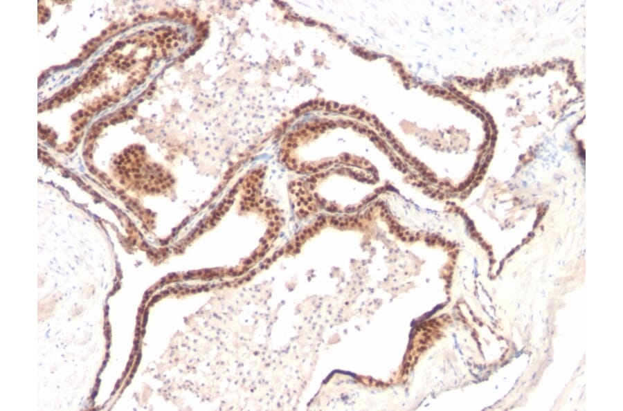 Immunohistochemistry - Anti-p27 KIP 1 Antibody [KIP1/769] - BSA and Azide free (A251279) - Antibodies.com
