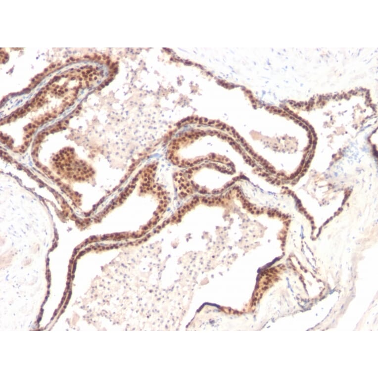 Immunohistochemistry - Anti-p27 KIP 1 Antibody [KIP1/769] - BSA and Azide free (A251279) - Antibodies.com