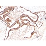Immunohistochemistry - Anti-p27 KIP 1 Antibody [KIP1/769] - BSA and Azide free (A251279) - Antibodies.com
