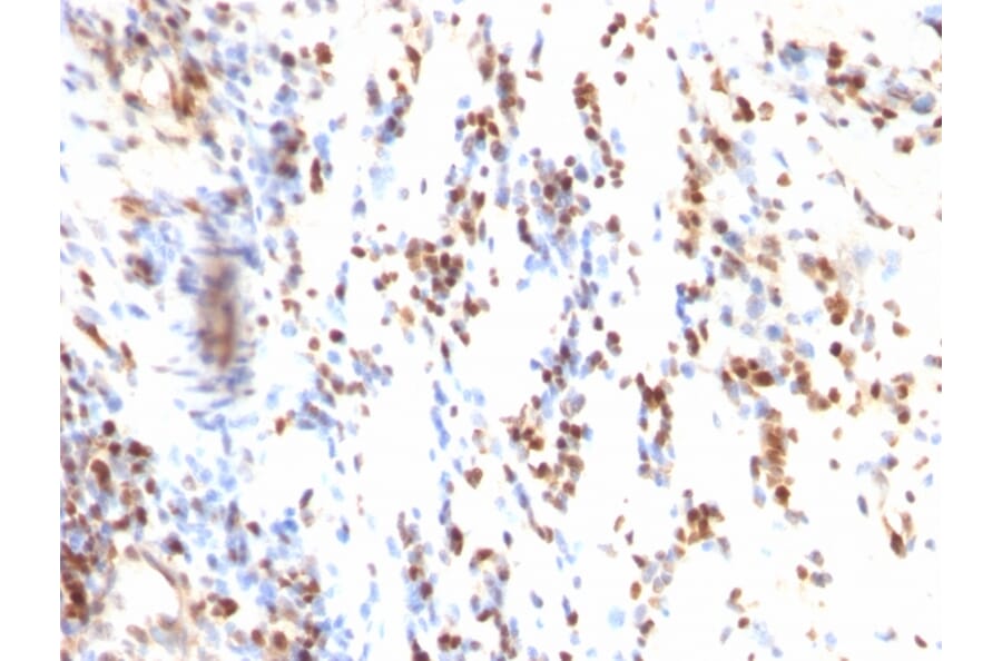 Immunohistochemistry - Anti-p27 KIP 1 Antibody [KIP1/769] - BSA and Azide free (A251279) - Antibodies.com