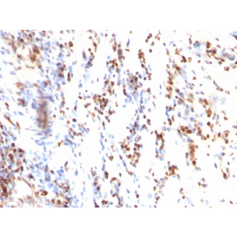 Immunohistochemistry - Anti-p27 KIP 1 Antibody [KIP1/769] - BSA and Azide free (A251279) - Antibodies.com