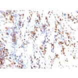 Immunohistochemistry - Anti-p27 KIP 1 Antibody [KIP1/769] - BSA and Azide free (A251279) - Antibodies.com