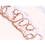 Immunohistochemistry - Anti-p27 KIP 1 Antibody [KIP1/769] - BSA and Azide free (A251279) - Antibodies.com