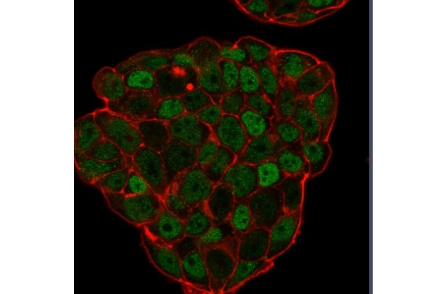 Immunofluorescence - Anti-p27 KIP 1 Antibody [KIP1/769] - BSA and Azide free (A251279) - Antibodies.com