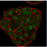 Immunofluorescence - Anti-p27 KIP 1 Antibody [KIP1/769] - BSA and Azide free (A251279) - Antibodies.com