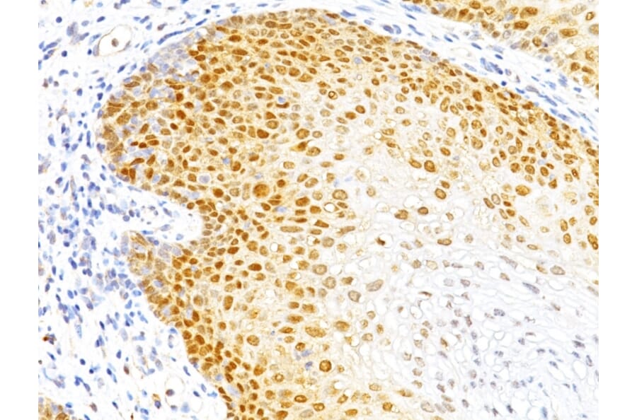 Immunohistochemistry - Anti-p27 KIP 1 Antibody [DCS-72.F6] - BSA and Azide free (A251280) - Antibodies.com