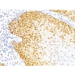 Immunohistochemistry - Anti-p27 KIP 1 Antibody [DCS-72.F6] - BSA and Azide free (A251280) - Antibodies.com
