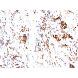 Immunohistochemistry - Anti-p27 KIP 1 Antibody [DCS-72.F6] - BSA and Azide free (A251280) - Antibodies.com