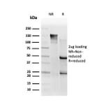 SDS-PAGE - Anti-SMNDC1 Antibody [PCRP-SMNDC1-1A9] - BSA and Azide free (A251282) - Antibodies.com