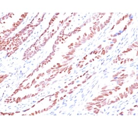 Immunohistochemistry - Anti-p57 Kip2 Antibody [KP10] - BSA and Azide free (A251282) - Antibodies.com