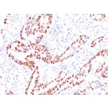 Immunohistochemistry - Anti-p57 Kip2 Antibody [KIP2/880] - BSA and Azide free (A251284) - Antibodies.com