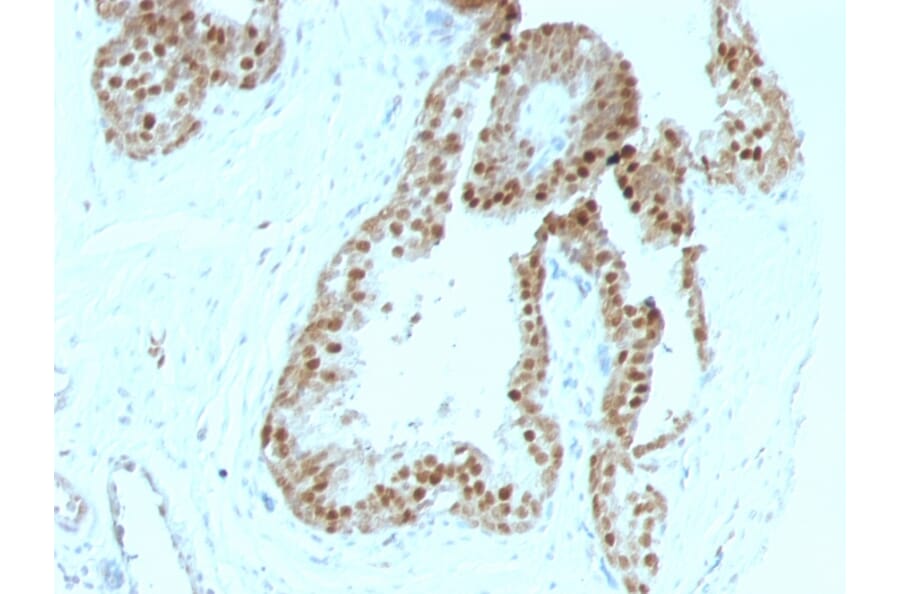 Immunohistochemistry - Anti-p57 Kip2 Antibody [KIP2/880] - BSA and Azide free (A251285) - Antibodies.com