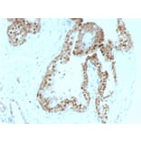 Immunohistochemistry - Anti-p57 Kip2 Antibody [KIP2/880] - BSA and Azide free (A251285) - Antibodies.com