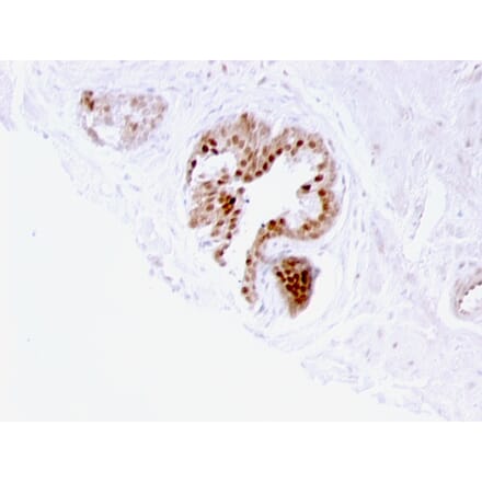 Immunohistochemistry - Anti-p57 Kip2 Antibody [57P06] - BSA and Azide free (A251285) - Antibodies.com