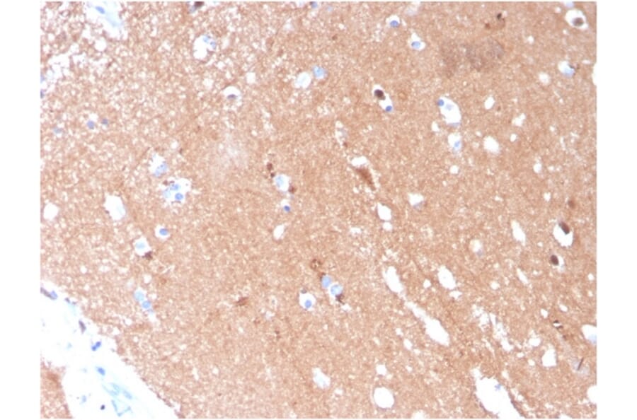 Immunohistochemistry - Anti-beta III Tubulin Antibody [TUBB3/3731] - BSA and Azide free (A251290) - Antibodies.com