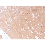Immunohistochemistry - Anti-beta III Tubulin Antibody [TUBB3/3731] - BSA and Azide free (A251290) - Antibodies.com